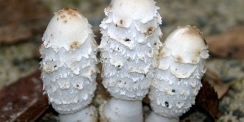 Bijela balega: fotografija i opis, kako kuhati